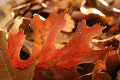 What Oak leaves do in January