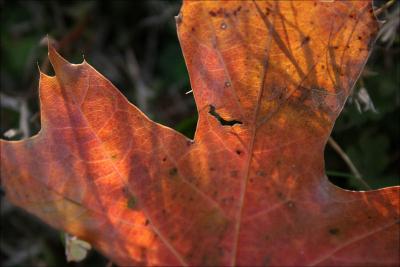 What Oak leaves do in January