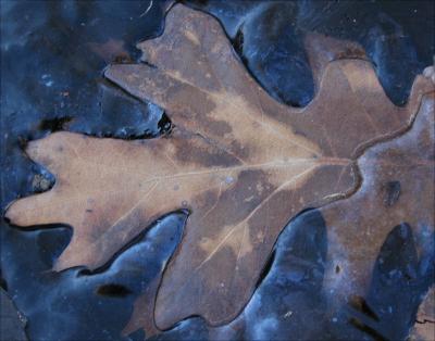 Oak leaf frozen in back yard pond water