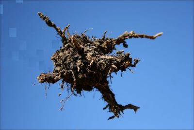 Sky Diver - Basil stem and roots - Photography, digital manipulation