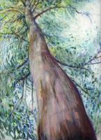 Eucalyptus Tree, Queensland, Australia - 14 x 11 Oil Pastels