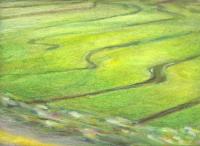 Rice Fields, NE Arkansas, USA - 11 x 14 Oil Pastels, still needs work