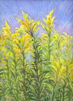 Goldenrod, Southern Alberta - 14 x 11 Oil Pastels
