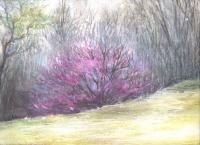 Redbuds, early March, NE Texas - 11 x 14 Oil Pastels, graphite