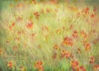Texas Paintbrush, Grapevine, Texas - 11 x 14 Oil Pastels