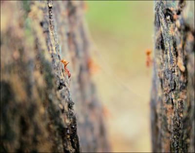Fire Ants feeding on tree sap - photography - Coppell, Texas