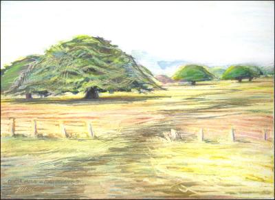Guanacaste Trees, Costa Rica - 11 x 14 oil pastels, graphite on paper