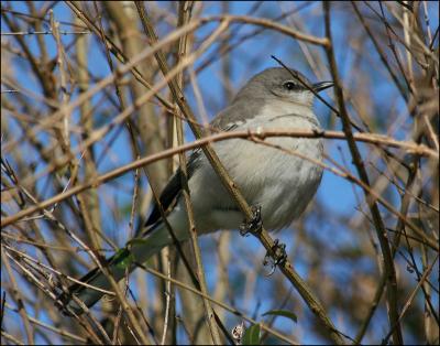 Mockingbird - Lewisville, Texas