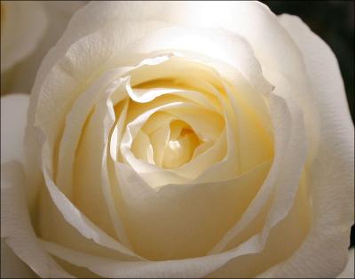 One of the creamy white Valentine’s Day roses.