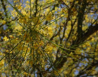 Palo Verde tree in bloom at a nursery in Ajijic, Mexico