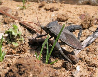 Beetle with a body about 1.5 inches long