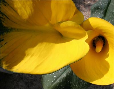 Calla Lily