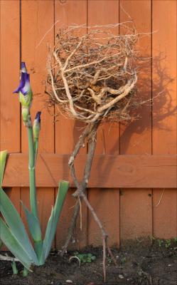 Impatience - Croton plant roots; whimsical garden sculpture, Bearded Iris
