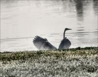 Diamonds In The Rough - Great White Egret, Andy Brown Jr. Park, Coppell, Texas