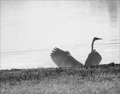 Great White Egret and Mayfly in Coppell, Texas