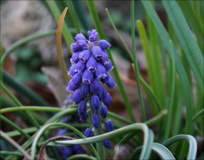 Grape Hyacinth