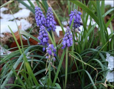 Grape Hyacinth, March snowfall