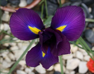 Iris, a bright spot on a gray day.