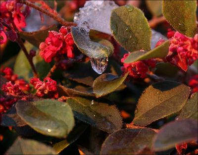 March snow melting in the rising sun - Lewisville, TX