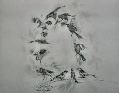 Mockingbird mating flight ritual - 10 x 10 inches study in graphite, eraser, paper