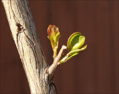 Emerging Myrtle leaves, early Spring