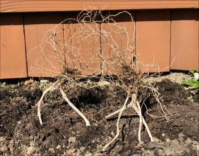 The Twins - garden sculptures of upside-down root systems