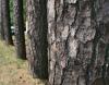 Longleaf Pine, the official tree of North Carolina - Raleigh, NC