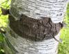 White Birch, cracked aged bark - southern Ontario, Canada