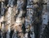 Old Burr Oak, reaching heights of 130 ft., with acorns larger than any other Oak.