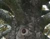 Large old Magnolia, bark and branches