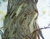 Shaggybark Eucalyptus