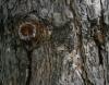 Knobcone Pine bark, Ottawa, Ontario