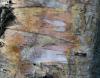 Papery bark of the River Birch, Stony Plain, Alberta