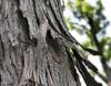 Shagbark Hickory, Ohio