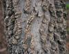 Netleaf Hackberry - highly varied textures; warts and ridges
