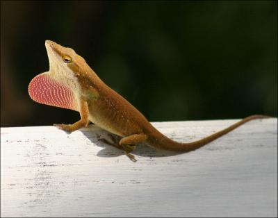 Male Green Anole, mating season