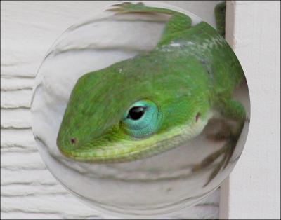 Green Anole - digitized sphere, photography