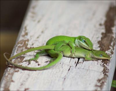 Green Anoles mating