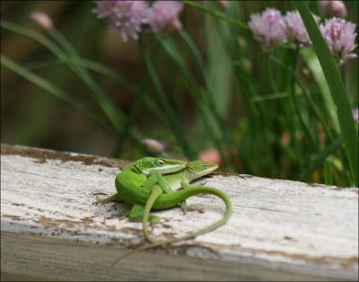 Green Anoles mating