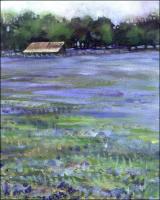 Bluebonnets, Marble Falls - Right corner, just started