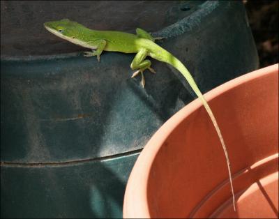 Green Anole, male