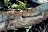 Lizard Love - Photography, 11 x 14 inches, Black mat and frame, total size 16 x 20 inches.