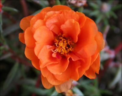 Portulaca