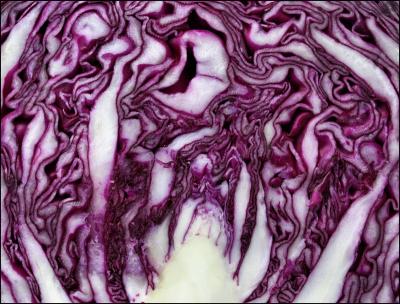 Purple cabbage detail - photography
