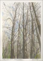 Cedar, Stony Swamp, Ottawa, ON, Canada 12 x 9 inches graphite and watercolors on W/C paper