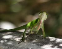 Male Anole