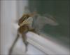 Reflections #2 - Photography - Green Anole eating insects off of a spider web.