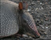 A closer look at the interesting design of an Armadillo, Spring-time near Fort Worth, Texas