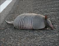 Armadillo near Fort Worth, Texas