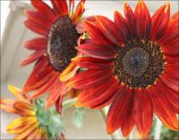 Red Sunflowers and rooftop - the plant is over 9 ft.tall.